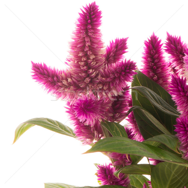 Cockscomb celosia spicata plant Stock photo © homydesign