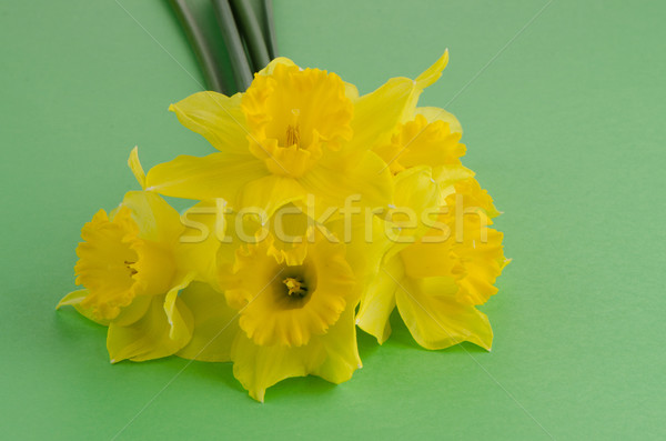 Jonquil flowers Stock photo © homydesign