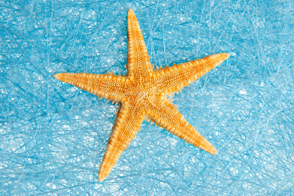 Sea star Stock photo © homydesign