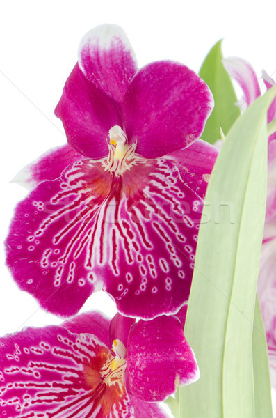 Pansy Orchid - Miltonia Lawless Falls  Stock photo © homydesign
