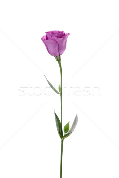 Stock photo: Beautiful pink flower