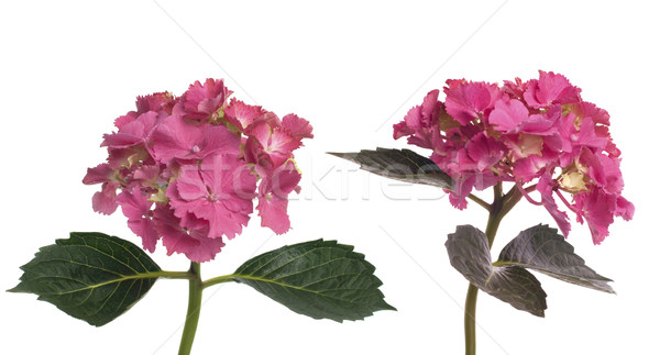 Lacecap Hydrangea (macrophylla normalis) Stock photo © homydesign