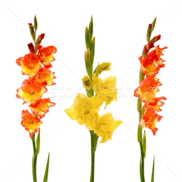 Red and yellow gladiolus Stock photo © homydesign