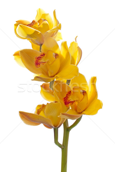 Stockfoto: Vers · heldere · Geel · orchidee · geïsoleerd · witte