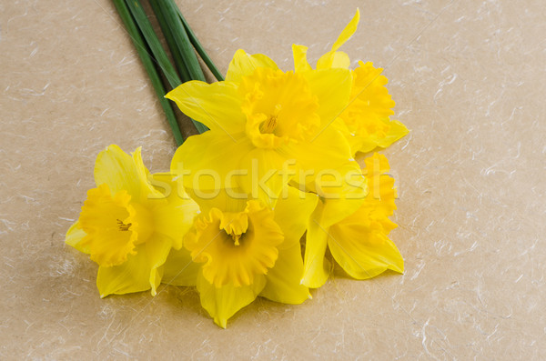 Jonquil flowers Stock photo © homydesign