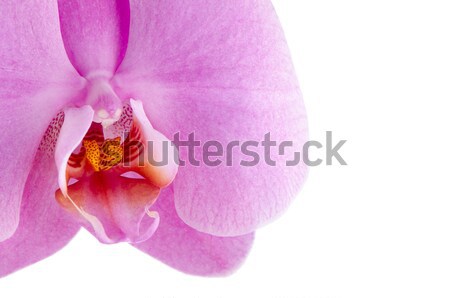 pink orchid (phalaenopsis) Stock photo © homydesign