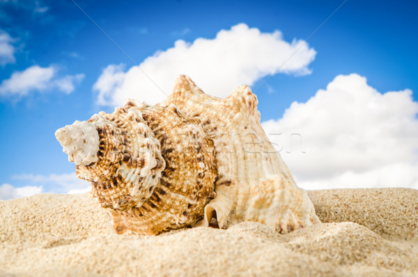 Conch shell  Stock photo © homydesign