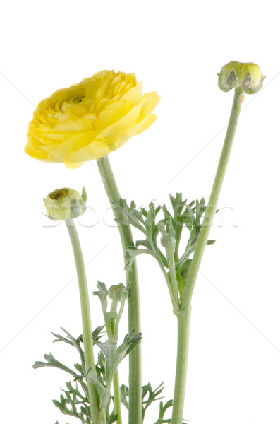 Eustoma flower Stock photo © homydesign