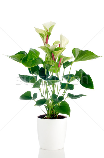 Stock photo: Beautiful Anthedesia anthurium