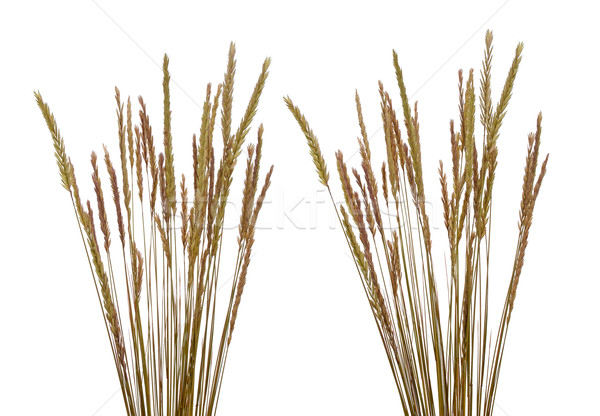 Beach grass (Ammophila arenaria) Stock photo © homydesign