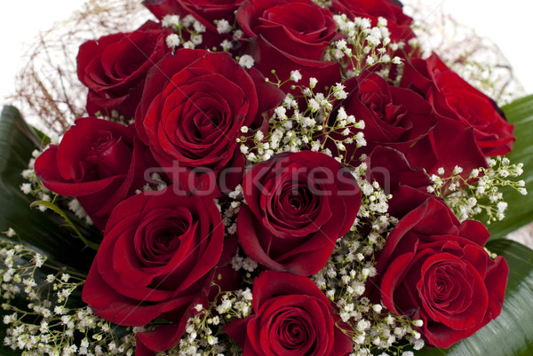 Red roses Stock photo © homydesign