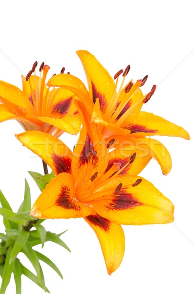 Orange lily flowers Stock photo © homydesign