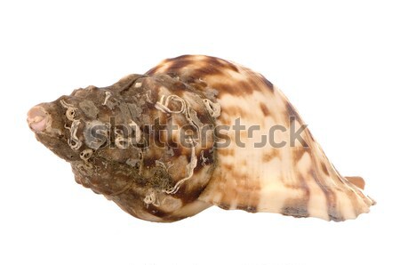 Sea shell Stock photo © homydesign