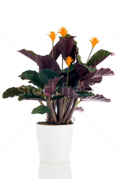 Stock photo: Eternal flame flower (calathea crocata)