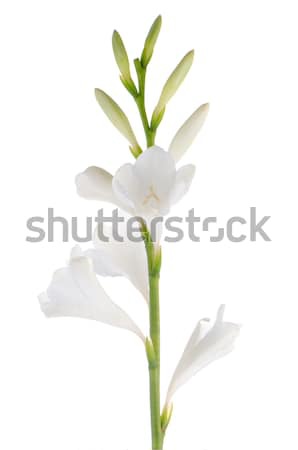 Lilies Stock photo © homydesign