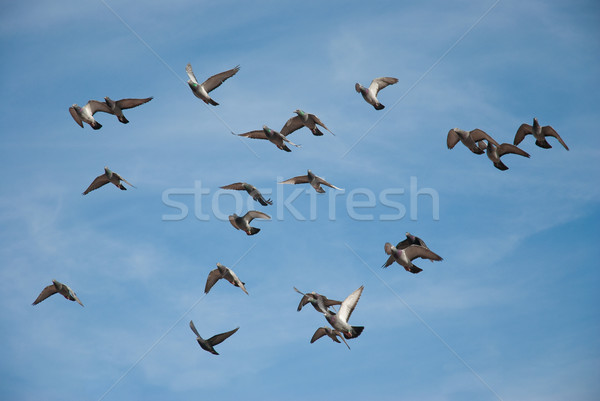 Vuelo cielo azul azul libertad blanco Foto stock © homydesign