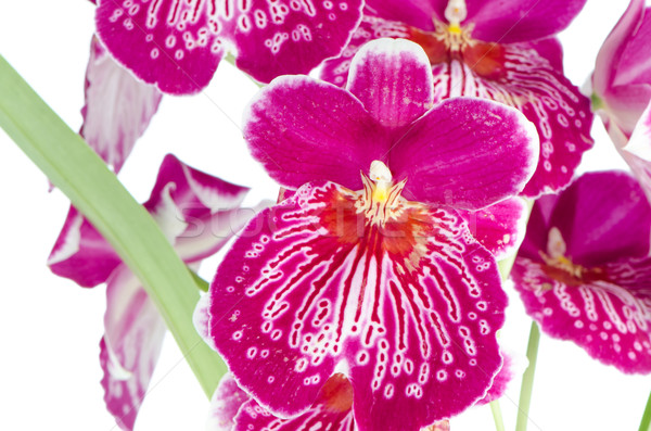Orchidee schönen Blume Blumen rot Stock foto © homydesign