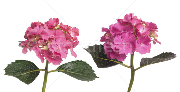 Lacecap Hydrangea (macrophylla normalis) Stock photo © homydesign