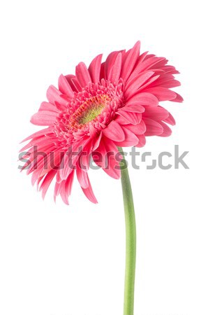 Roze daisy bloem geïsoleerd witte schoonheid Stockfoto © homydesign
