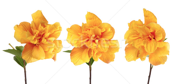 Gelb Hibiskus Blumen schönen isoliert weiß Stock foto © homydesign