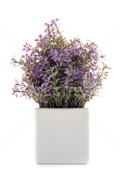 Wenig dekorativ Anlage Keramik Vase isoliert Stock foto © homydesign