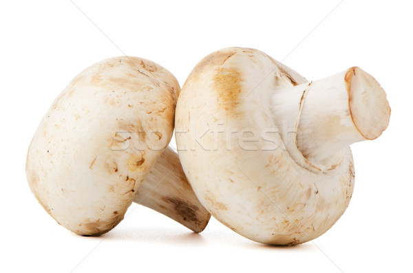 Champignon ciuperci alb fundal verde culoare Imagine de stoc © homydesign