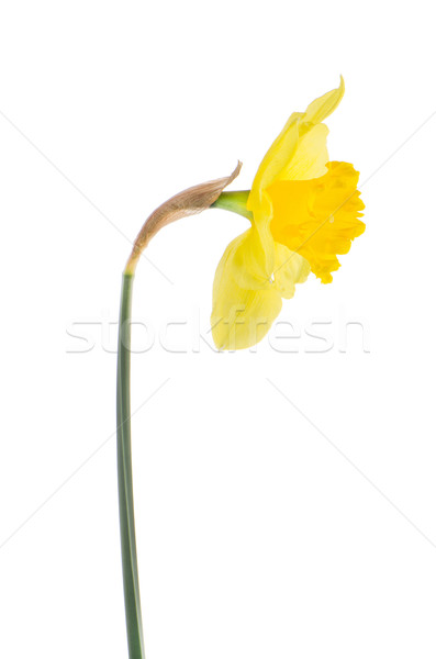 Jonquil flower Stock photo © homydesign