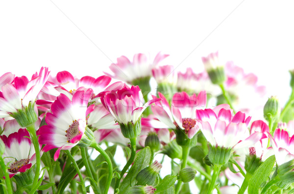 Stockfoto: Mooie · roze · bloemen · groen · gras · bloem