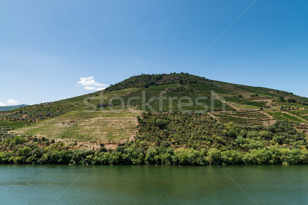 Stock photo: Point of view shot of terraced vineyards in Douro Valley