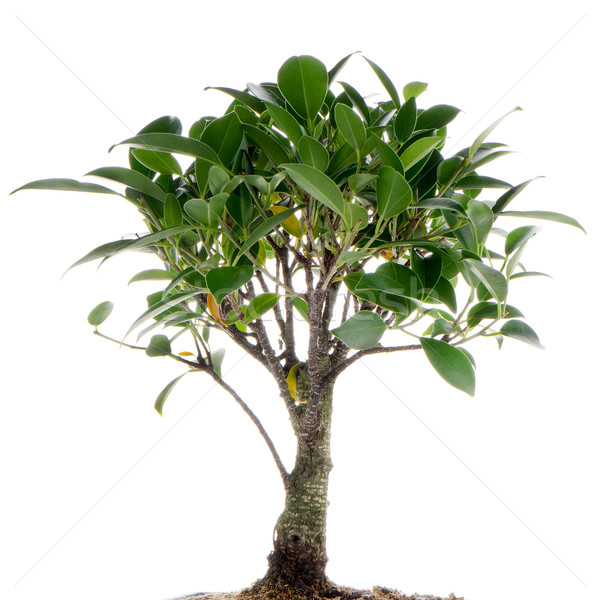 Chinez verde bonsai copac izolat alb Imagine de stoc © homydesign
