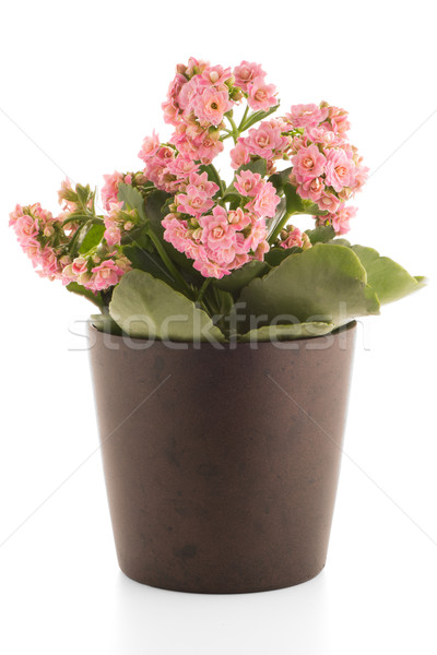 Kalanchoe Calandiva flowers Stock photo © homydesign