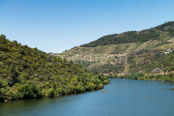 Dolinie wina region Portugalia unesco Zdjęcia stock © homydesign