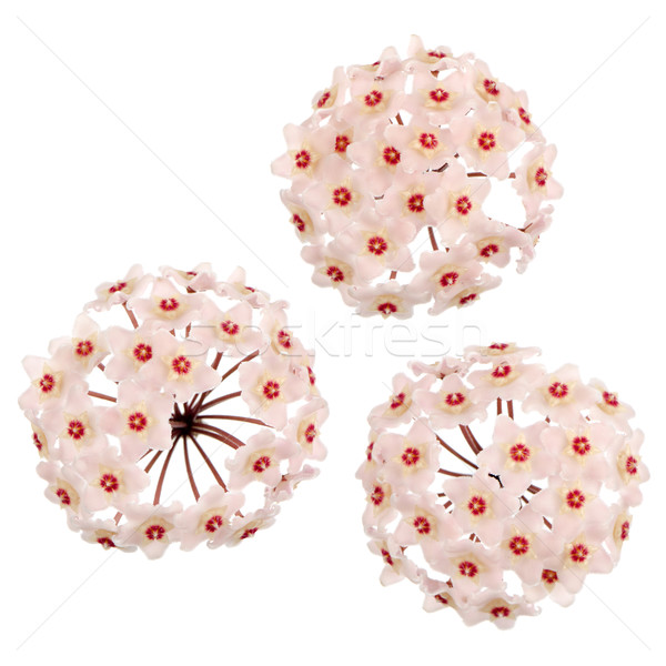 Hoya carnosa flowers  Stock photo © homydesign
