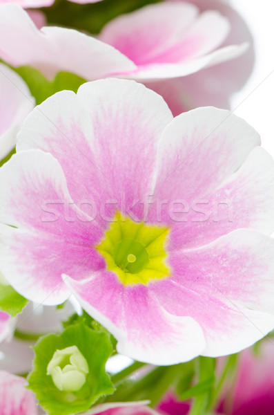 Pembe çuhaçiçeği çiçekler beyaz yaprak Stok fotoğraf © homydesign