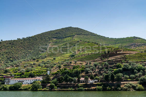 Point of view shot of terraced vineyards in Douro Valley Stock photo © homydesign