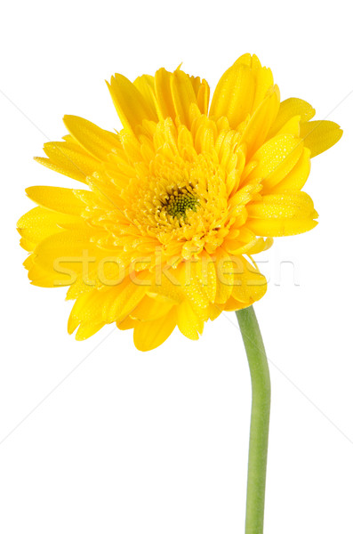 Yellow gerbera daisy flower Stock photo © homydesign