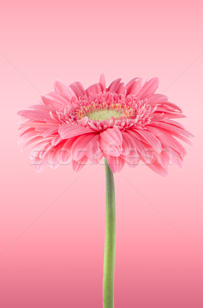 Pembe papatya çiçek kırmızı kafa bitki Stok fotoğraf © homydesign