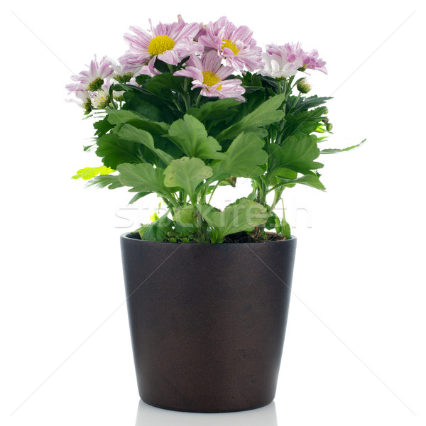 Piękna chryzantema kwiaty ciemne doniczka biały Zdjęcia stock © homydesign