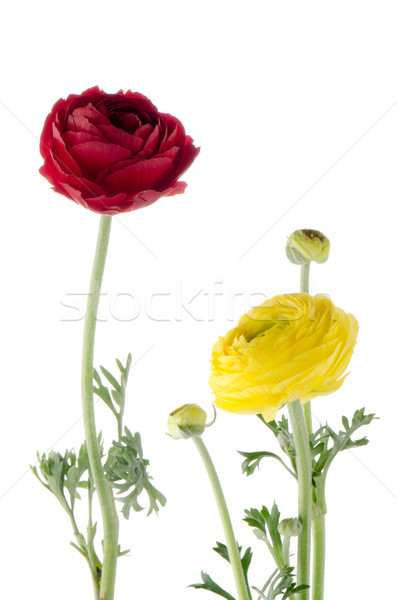 Eustoma flowers Stock photo © homydesign