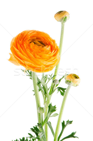 Eustoma flower Stock photo © homydesign