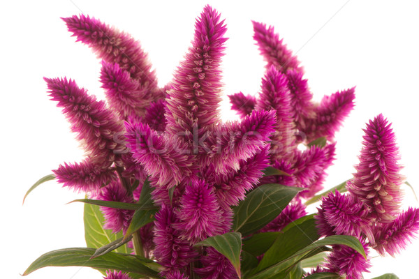 Cockscomb celosia spicata plant Stock photo © homydesign