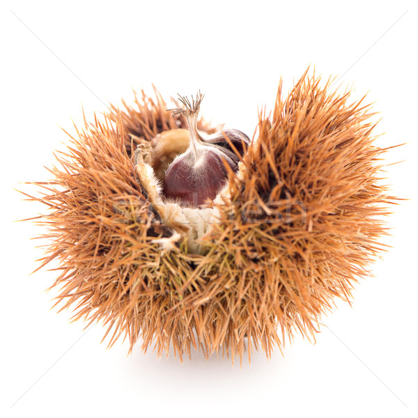 Chestnuts with shell  Stock photo © homydesign