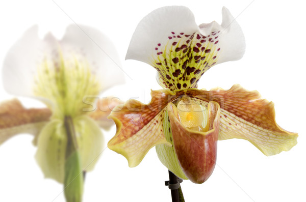 Close up of orchid (Paphiopedilum Maudiae)  Stock photo © homydesign