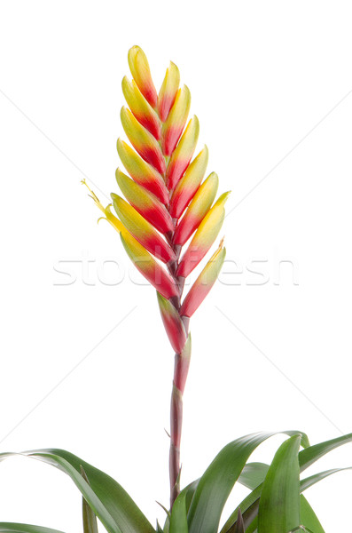 Bromelia Flower Stock photo © homydesign