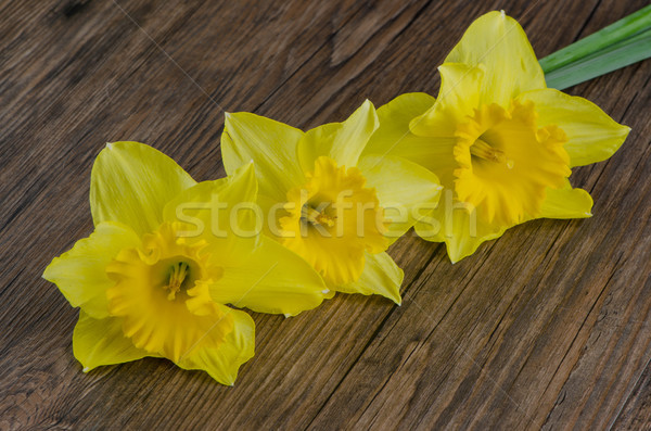 Jonquil flowers Stock photo © homydesign