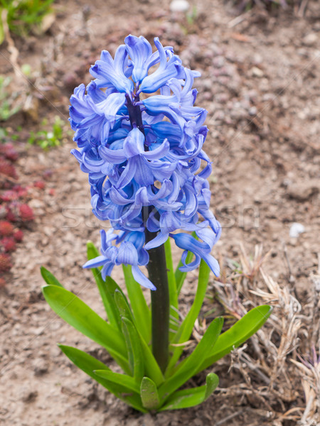 Jácint kert kék virág virágzó föld Stock fotó © hraska