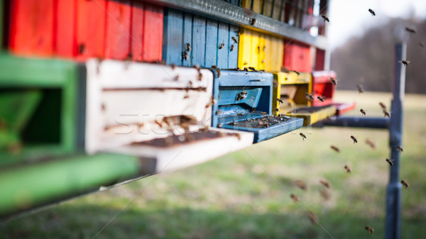Flying меда пчел цвета улей человека Сток-фото © hraska
