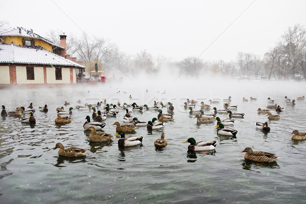 Ducks in water Stock photo © hraska