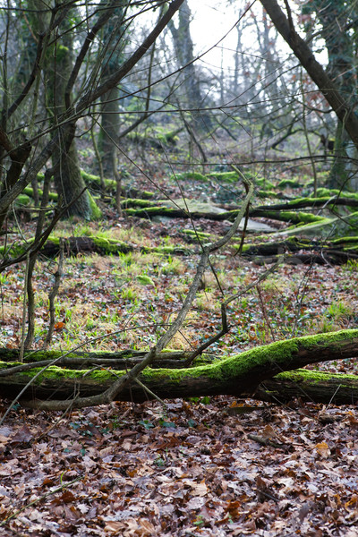 Foto stock: Floresta · piso · árvores · velho · árvore · natureza