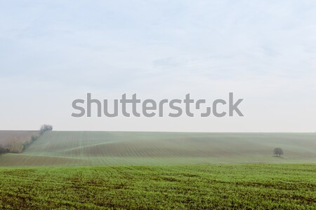 Autumn landscape of an agricultural farm field with green stalks Stock photo © hraska